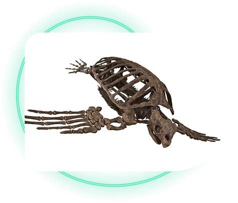 Archelon Sea Turtle – Black Hills Institute