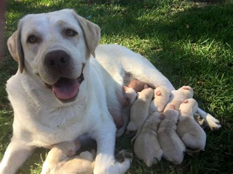 Purebred Labrador Puppies - Find Me a Pet