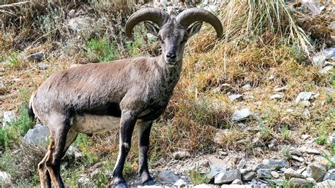 Argali sheep rescued by border guard police in Xinjiang - CGTN