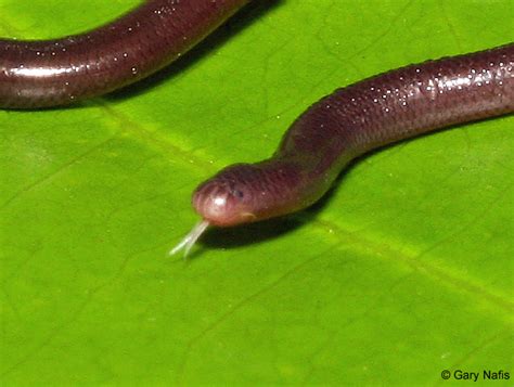 Brahminy Blindsnake - Indotyphlops braminus