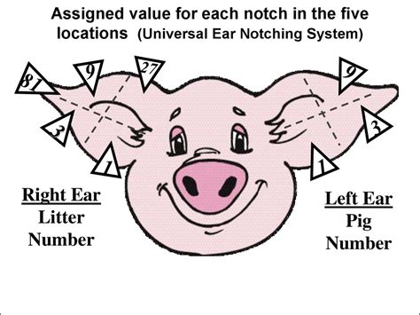 Pig Ear Notching Chart