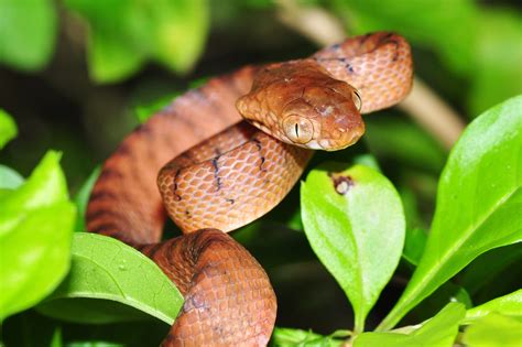 Snakes on a Plane - Conservation Articles & Blogs - CJ