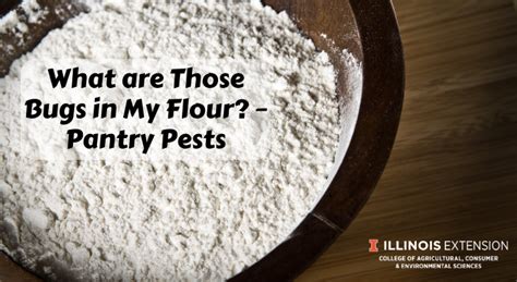 What are Those Bugs in My Flour? – Pantry Pests | Good Growing ...