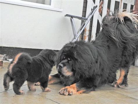 Tibetan mastiff puppies for sale 1 boy available | in Salford ...