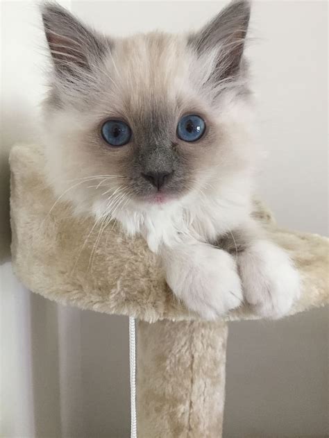 Ragdoll Kittens For Sale - Pet Adoption and Sales