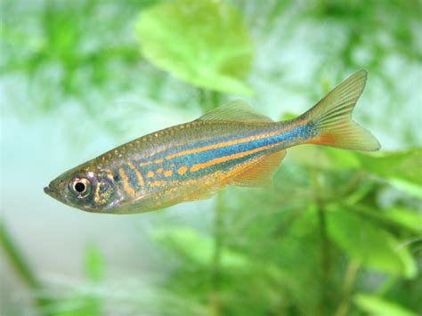 13 Stunning Freshwater Fish That Are Easy To Care For | Fishkeeping Advice