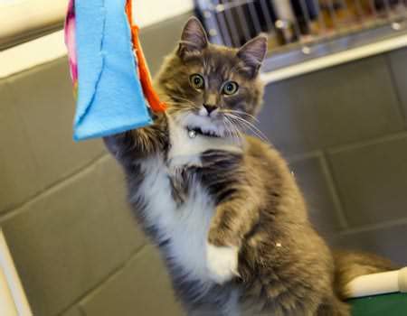 Adopt a Pet | Greenville Humane Society | Greenville, SC