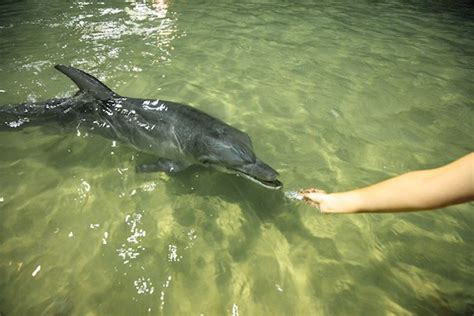 Wild Dolphin Feeding Day Trips | Tangalooma | Moreton Island