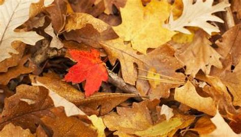 What Leaf Colors Do Oak Trees Have in Autumn? | Garden Guides