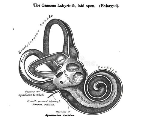 Osseous Labyrinth Laid Open Enlarged - from a 19th Century Anatomy Textbook Stock Illustration ...