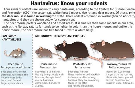 5.Hantavirus: Threat of Infectious Disease by Rodents - Issuu