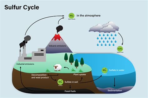 Ilustración de Diagrama Del Ciclo De Azufre y más Vectores Libres de Derechos de Azufre - iStock