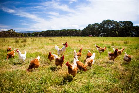 Chickens In A Field - Vida Rural