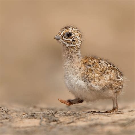 Pintail sandgrouse chick | Pintail sandgrouse chick , breedi… | Flickr