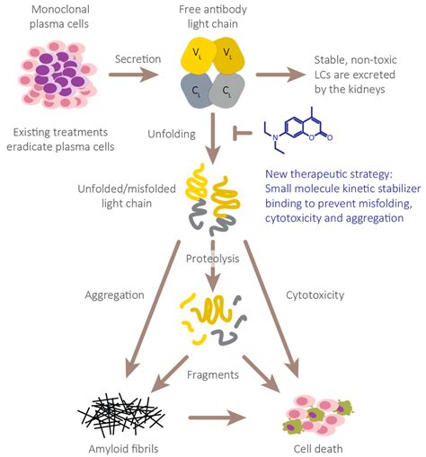 Hemato | Free Full-Text | Light Chain Stabilization: A Therapeutic Approach to Ameliorate AL ...