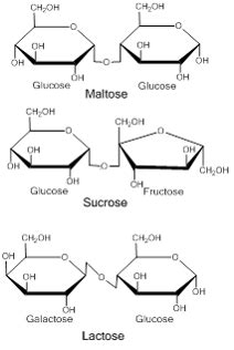 Carbohydrates