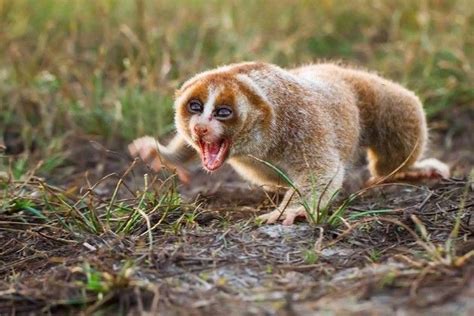 Sunda Slow Loris | Slow loris, Cute wild animals, Animals beautiful