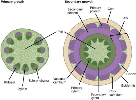 Growth in Stems | Plant Form and Physiology