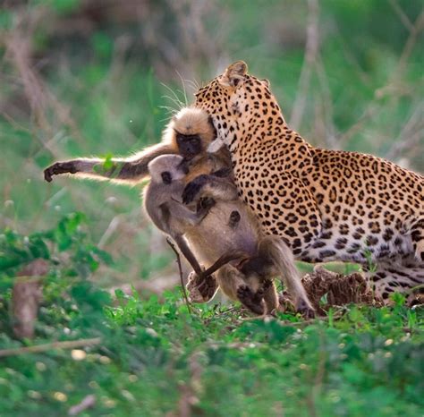 Leopard killing a langur monkey with its baby hanging on in the forests of south India : r ...