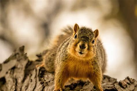 Are Squirrels Harmful To The Environment? Exploring Their Impact