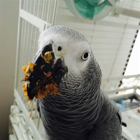 What to Feed African Grey Parrots - An African Grey Parrot Diet Guide