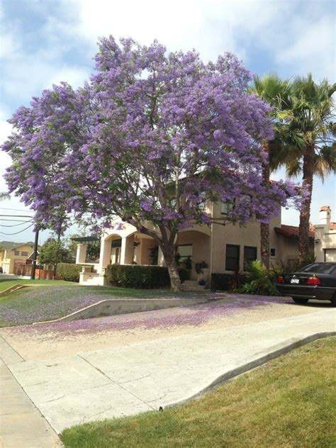 Jacaranda Trees - Oh The Places You'll Grow