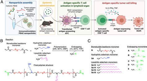 Biodegradable lipophilic polymeric mRNA nanoparticles for ligand-free targeting of splenic ...