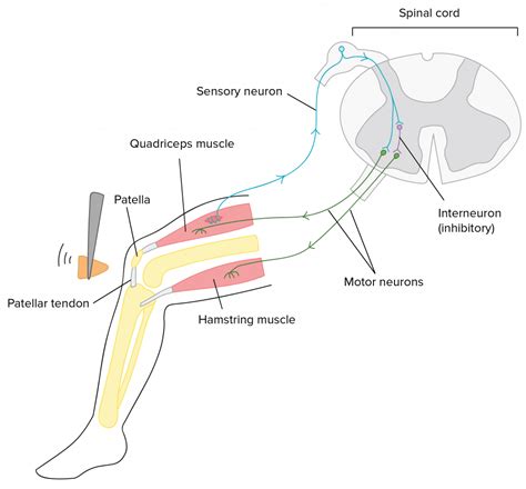 Nervous Systems | Organismal Biology