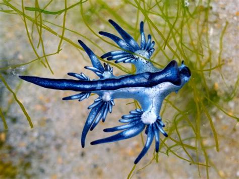 Rare Blue Dragons Are Washing Up On The Padre Island National Seashore and They're Incredibly Cool