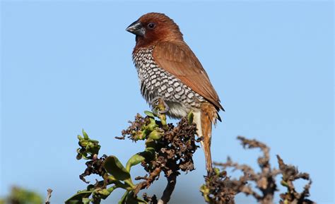 Scaly-breasted Munia | Audubon Field Guide