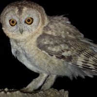 Desert Owl (Strix hadorami) - Information, Pictures - The Owl Pages