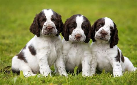 English Springer Spaniel Puppies Behavior and Characteristics in Different Months Until One Year