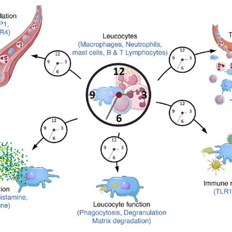 | Circadian immunity. The molecular clock regulates a large number of... | Download Scientific ...