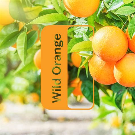 Wild Orange Oil | dōTERRA Essential Oils