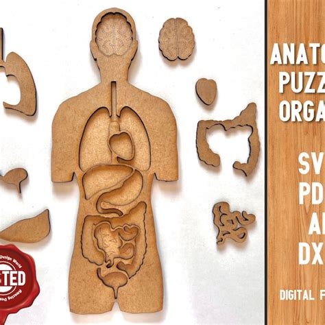 Human Body Puzzle - Etsy