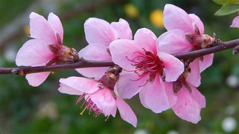 Festivals & Events News | Celebrating The Peach Blossom Festival: Five Things To Know About The ...