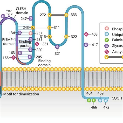 Protein structure of CD36. | Download Scientific Diagram