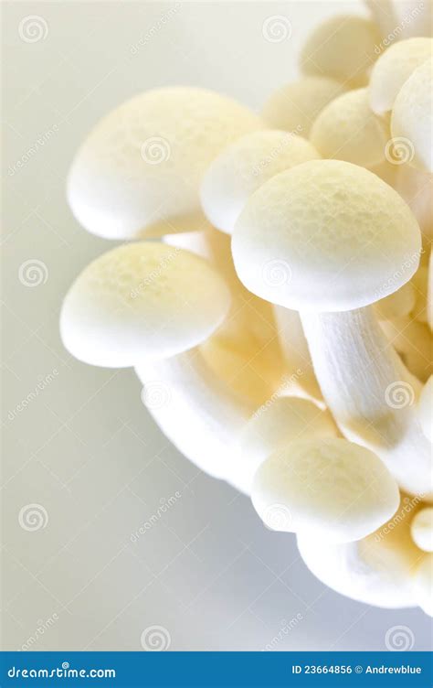 White beech Mushroom stock photo. Image of natural, cluster - 23664856