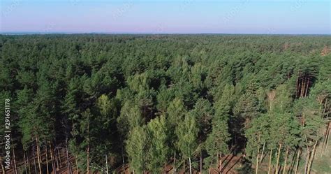 Deforestation of the old pine forest, Logging aerial view ...