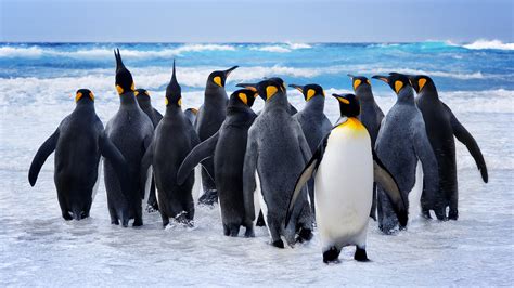 #8.2892, Penguin, Group, Ocean, Animals, 4K Wallpaper