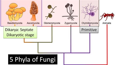 Phylum Chytridiomycota Examples