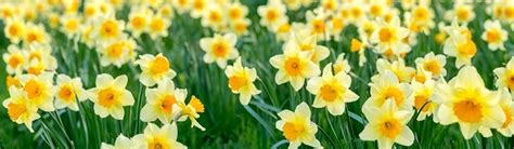 Daffodil Symbolism - Meaning - Legends - Superstitions