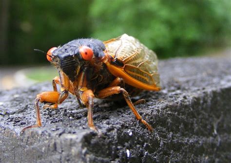 Brood X Periodical Cicadas FAQ (U.S. National Park Service)