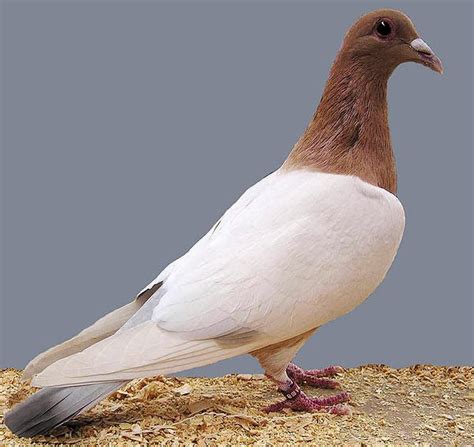 Coburg Lark Pigeon with Origin Description Size Ornaments Color Comment Pictures and Video ...