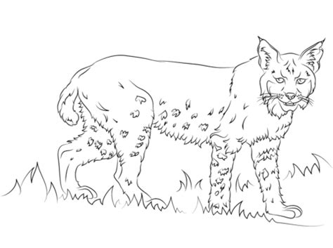 California Bobcat coloring page | Free Printable Coloring Pages