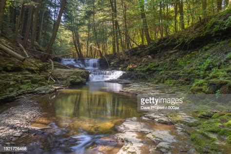 19 Salt Springs State Park Stock Photos, High-Res Pictures, and Images - Getty Images