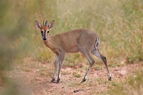 Common Duiker, Grey Duiker, or Bush Duiker (Sylvicapra grimmia), Kruger ...