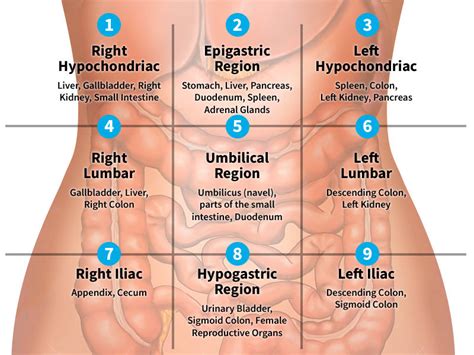 Surgical Technology, Concepts, Unit Two, Abdominal Incisions | Quiz