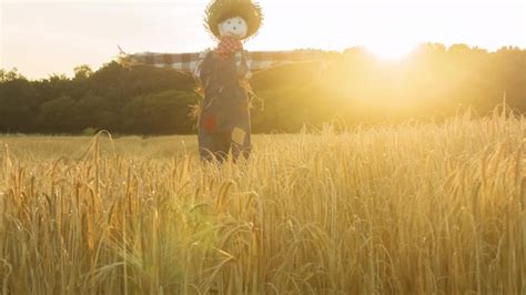 Scarecrow In Wheat Field - Stock Video | Motion Array