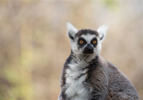 830+ Comoros Wildlife Stock Photos, Pictures & Royalty-Free Images - iStock